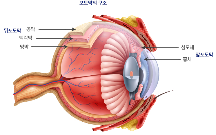 포도막염이란?